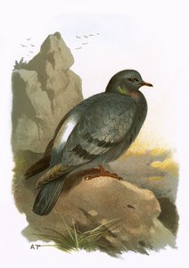 Rock Dove